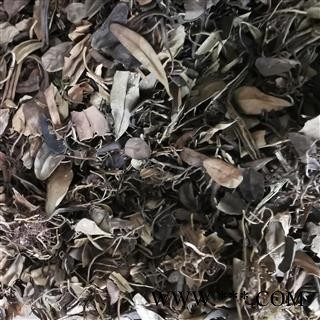 瑞森药材行抱石莲  风不动 鱼鳖草 金丝鱼鳖 山豆爿草 抱树莲图2