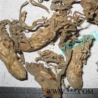 煜庭药业 蝉花 金蝉花图2