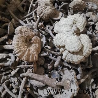 瑞森药材行雪灵芝 血灵芝皱盖假灵芝 柄假芝 血芝图2