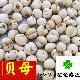 贝母 选装 圆球状 豆贝母 小圆贝母 实物图 促销 降价 产地 吉林省图2