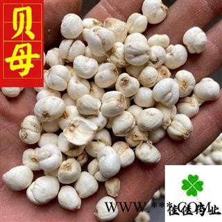 贝母 选装 圆球状 豆贝母 小圆贝母 实物图 促销 降价 产地 吉林省图4