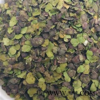 圣草康园浮萍 青萍 田萍 浮萍草 水浮萍  绿背浮萍 紫背浮萍图2