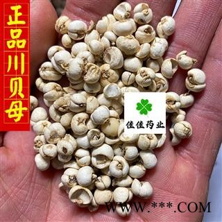 川贝母 正品川贝母选货 0.6-0.8 实物图 纯正品 产地 四川省图4