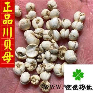 川贝母 正品川贝母选货 0.6-0.8 实物图 纯正品 产地 四川省图2