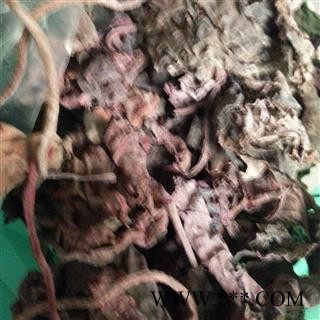 红天葵 紫背天葵、红叶、散血子、散血丹、龙虎叶、夜渡红、红水葵图2