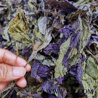 圣草康园新货紫苏叶 手摘紫苏叶颜色好量大从优实物拍照图3