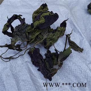 圣草康园新货紫苏叶 手摘紫苏叶颜色好量大从优实物拍照图2