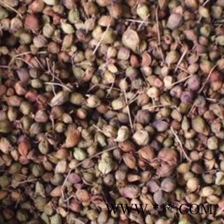 圣草康园野鸦椿鸡失柴、鸡合子树、夜夜椿、野椿子树、秤杆木、红果栲、鸡肫柴、鸡肾树图1