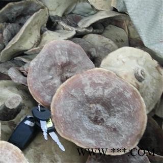 圣草康园灵芝 金边灵芝无柄金边灵芝 产地海南图2