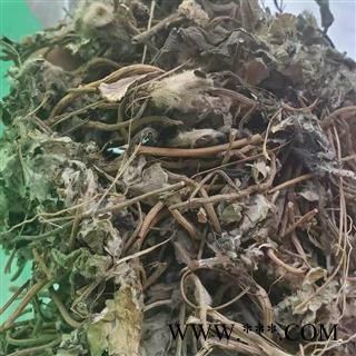 九盛堂洪连 藏黄连 兔耳风新货产地直销量大从优图2