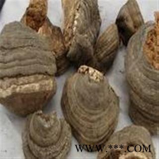 圣草康园木蹄层孔菌 裂蹄灵芝 桦树上长的图2