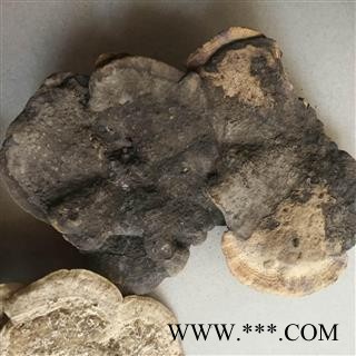 东方栓菌 东方云芝 东方栓菌 灰带栓菌图2