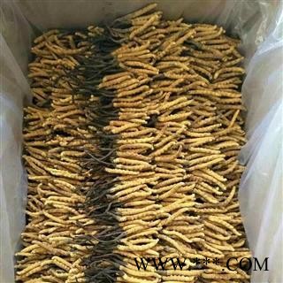 诺源药材行中药材精选冬虫夏草 1800条图2