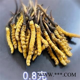 冬虫夏草 2022年新鲜虫草 各规格齐全图2