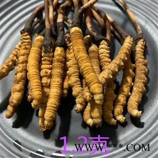 冬虫夏草 2022年新鲜虫草 各规格齐全图3