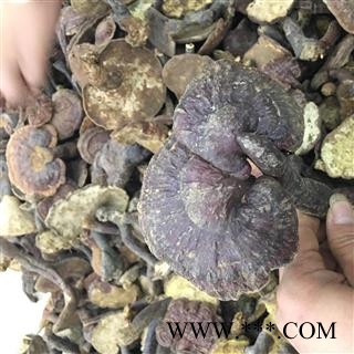 云南野生红灵芝/野生赤芝／纯天然无污染图3