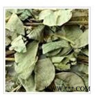 大叶金钱草 金钱草灰绿色统段 产地 广西壮族自治区南宁市市辖区图2