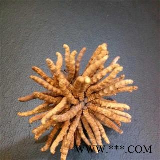 冬虫夏草 青海虫草精选4000条 产地 青海省玉树藏族自治州玉树县图3