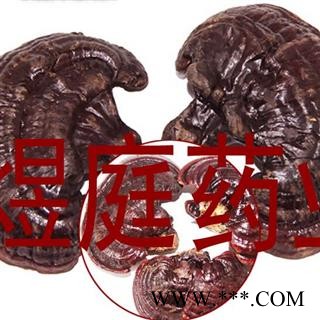 煜庭药业 紫灵芝 正品图2