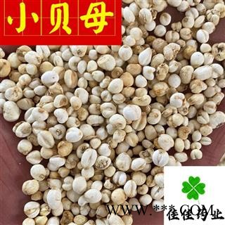 平贝母 平贝母小珍珠 0.5左右 选货 小贝母 实物图 产地 吉林省图2