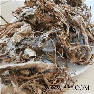 中药材大火草 大伙草全草 土白头翁 冷背药材 白地紫菀图2