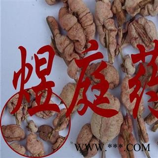 煜庭药业 竹黄 菌竹黄 竹菌黄图3