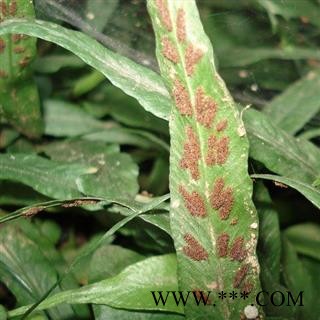 瑞森药材行马蹬草 还阳草 小石苇 过山蕨 马蹄草过桥草图2