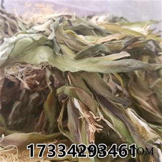 霸王花 昙花 剑王花 霸王草图3