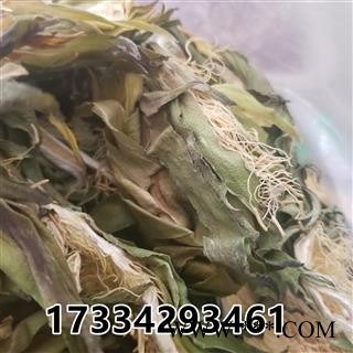 霸王花 昙花 剑王花 霸王草图4