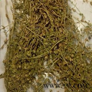 瑞森药材行新货中药材 小米草 芒小米草 小米草图3