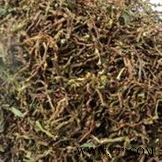 山蜜草 云南长寿草 山蜜草茶 铁观音梗图2