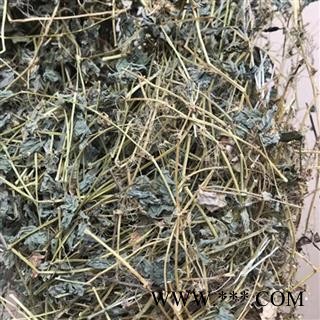 圣草康园荷莲豆草 荷莲豆菜 月亮草 团叶鹅儿肠 地花生 痞子草 青蛇子 有米菜 螺蚬草 龙鳞草图2