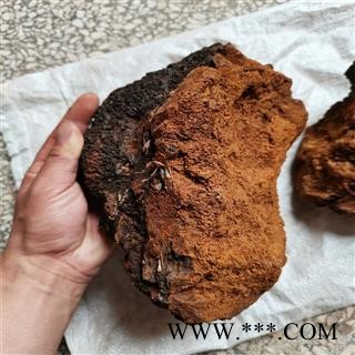 白桦茸 个 桦树茸 产地 黑龙江省双鸭山市 可打粉图2