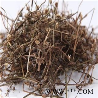 圣草康园白花蛇舌草 大白花蛇草图1