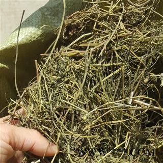 圣草康园点地梅  新货喉咙草 佛顶珠 白花草 清明花 天星花 铜钱草图2