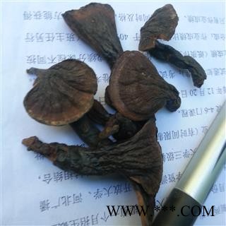 圣草康园西藏紫灵芝图2