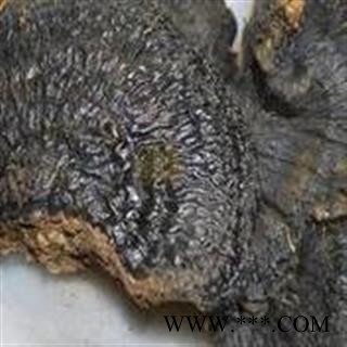 圣草康园中药材灵芝  薄树芝  薄盖灵图2