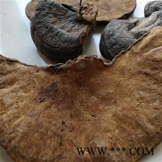 九盛堂中药材 粗毛褐孔菌 云南灵芝 槐蘑图3