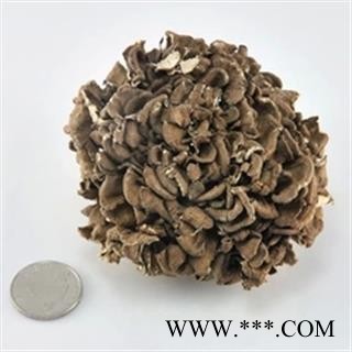 诺源药材行中药材灰树花 贝叶多孔菌 舞茸 千佛菌 栗子蘑 莲花菇图2