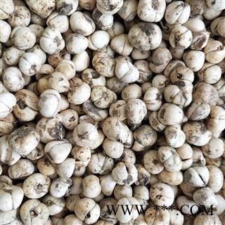 青贝 青贝大选货 产地 青海省图2