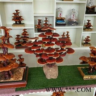 灵芝盆景  产地 山东省聊城市冠县