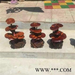 灵芝盆景  产地 山东省聊城市冠县图3