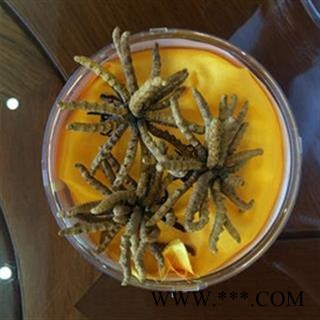 冬虫夏草 藏虫草精选2600条 色泽金黄，气味香浓 全干好货 .真正高品质藏草！！！非常适合自用和送礼以及高端滋补店销售！图2