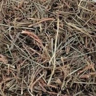 圣草康园兰花参 土参，蓝花参、蓝花草 金线吊葫芦图2