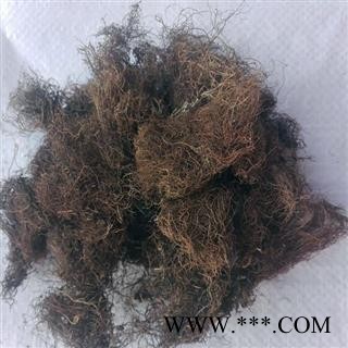 圣草康园头发七黑丝草 人头七 黑丝带图2