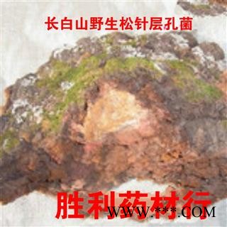 圣草康园中药材 供应松针层孔菌 长白山 松针层孔菌图3