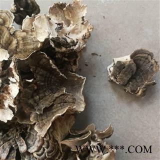 云芝  千层蘑 彩纹云芝 黄云芝 灰芝 瓦菌图2