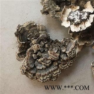 云芝  千层蘑 彩纹云芝 黄云芝 灰芝 瓦菌图4