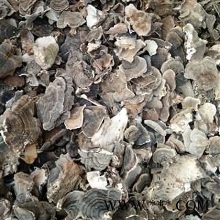 诺源药材行云芝 千层蘑图2