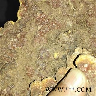 灵芝、野生灵芝 野统、贵州纳雍产图3